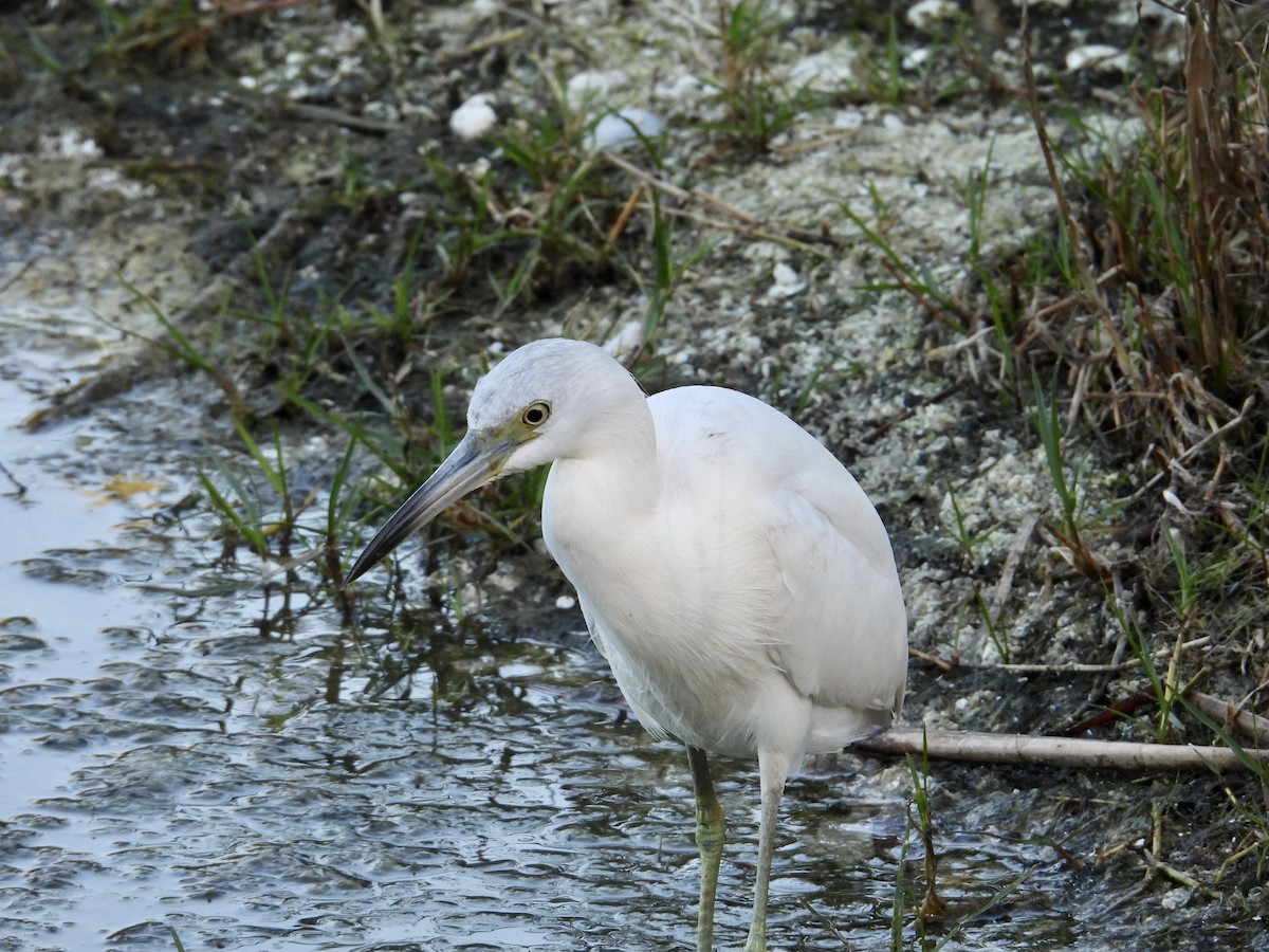 Little Blue Heron - ML630603031