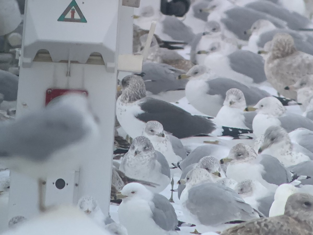 Lesser Black-backed Gull - ML630603152