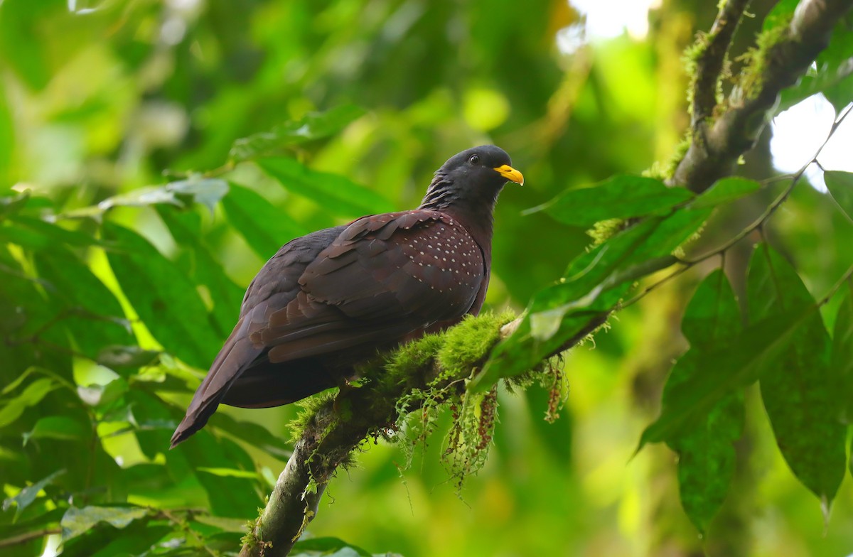 Maroon Pigeon - ML630603872