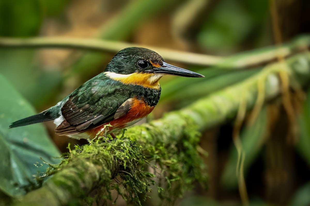 American Pygmy Kingfisher - ML630603920