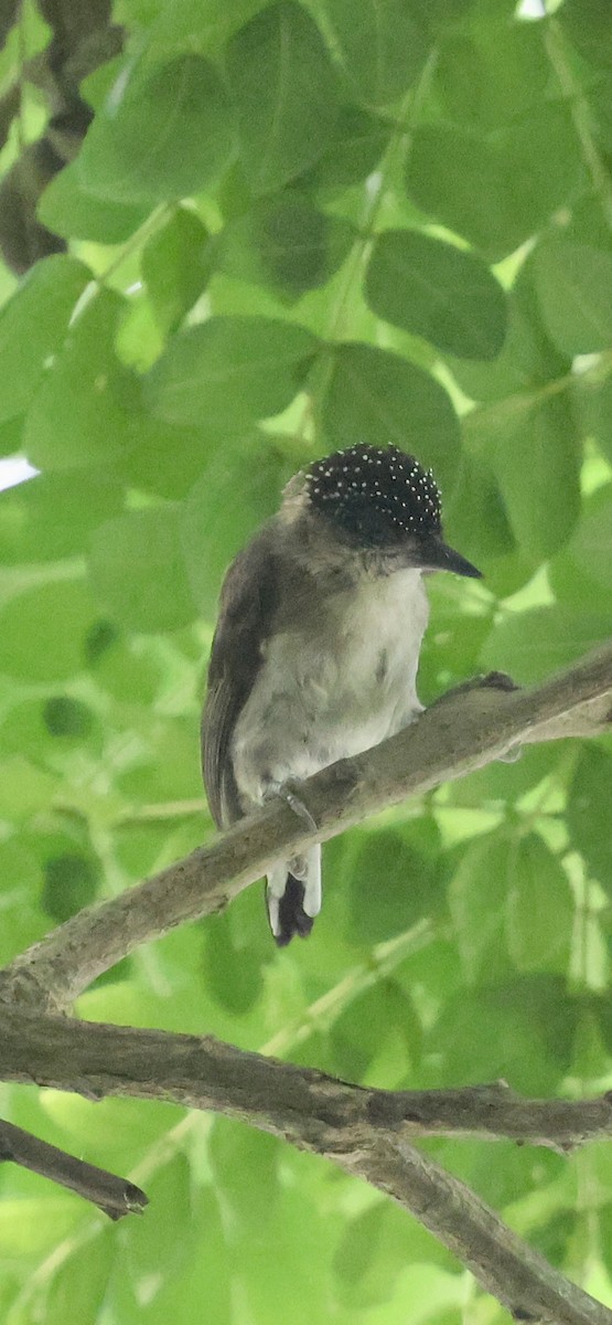 Grayish Piculet - ML630603993