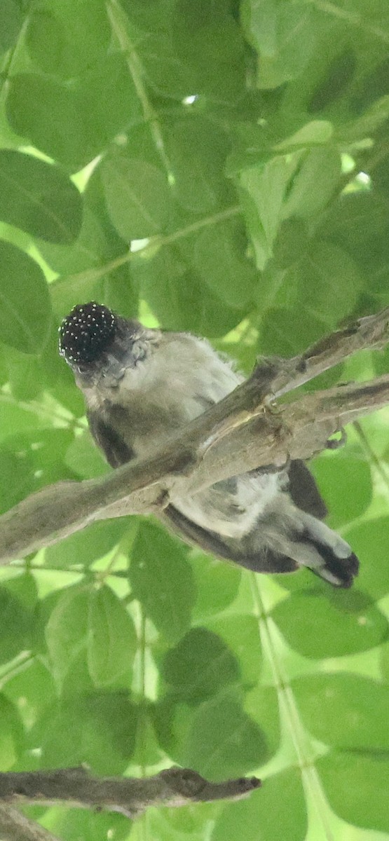 Grayish Piculet - ML630603994