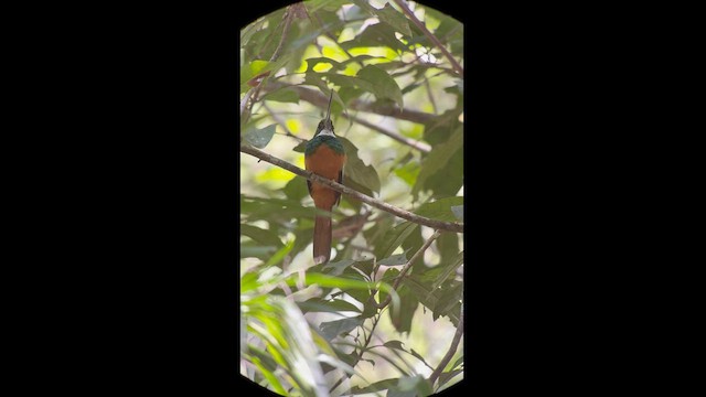 Jacamar à queue rousse - ML630604017