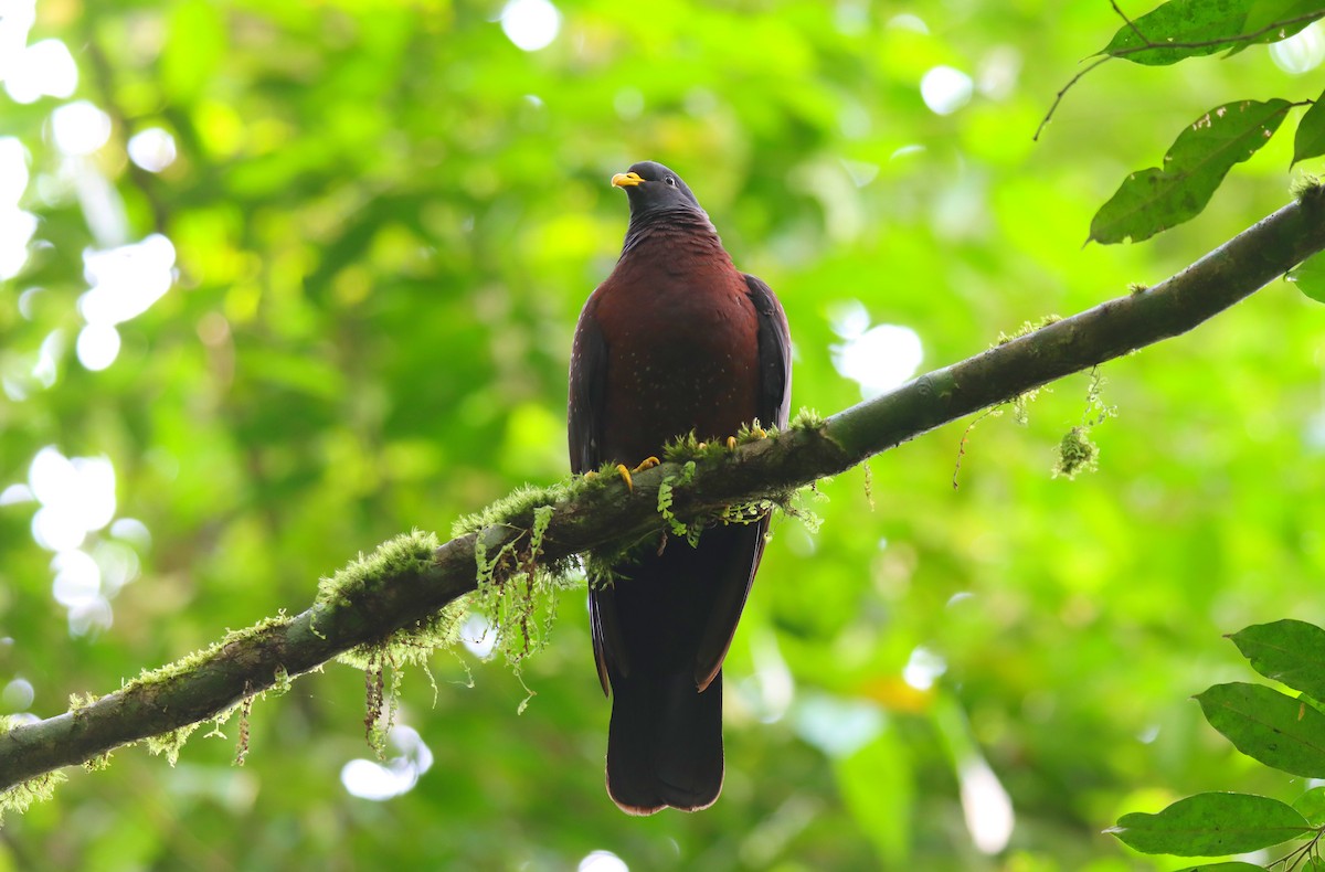 Maroon Pigeon - ML630604086