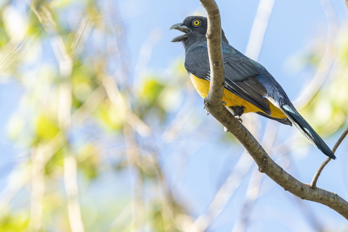 Citreoline Trogon - ML630604136