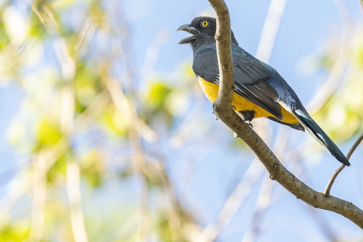 Citreoline Trogon - ML630604137