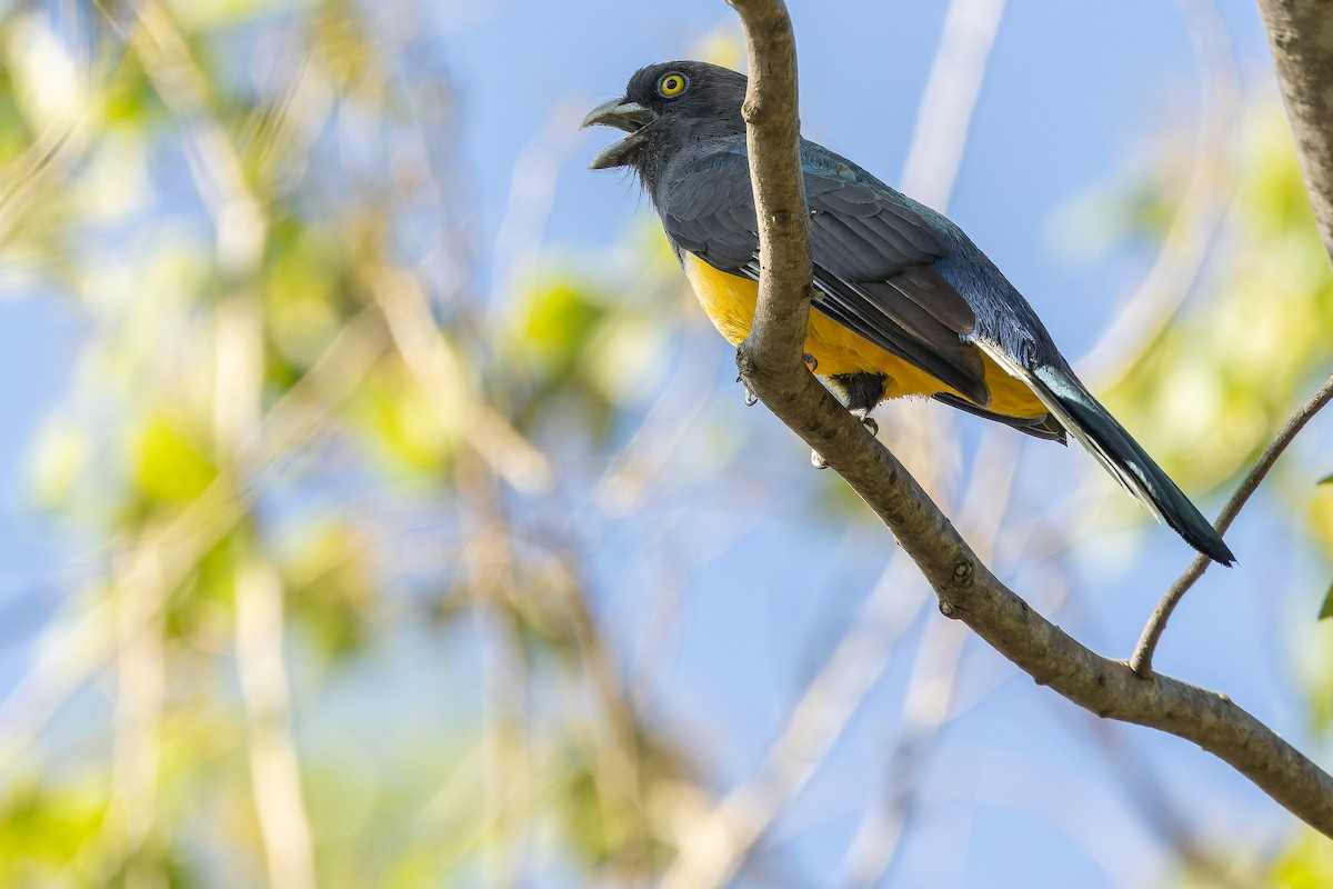 Citreoline Trogon - ML630604138