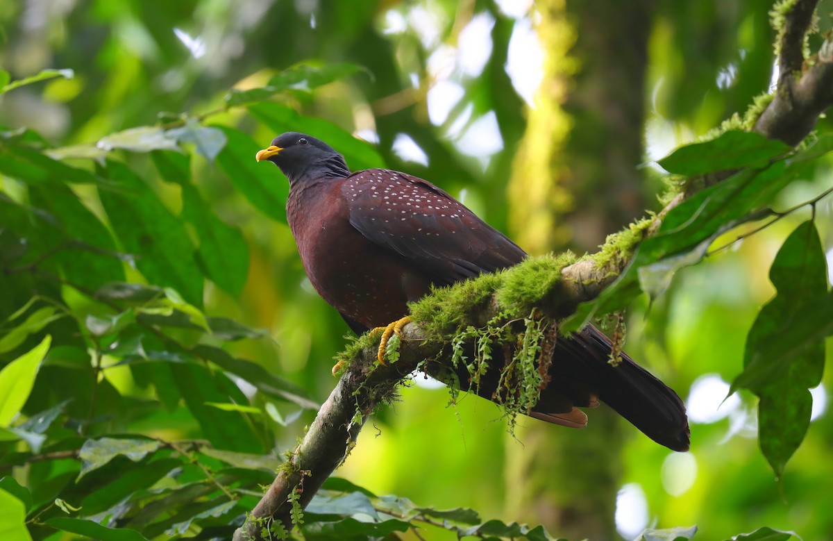 Maroon Pigeon - ML630604238