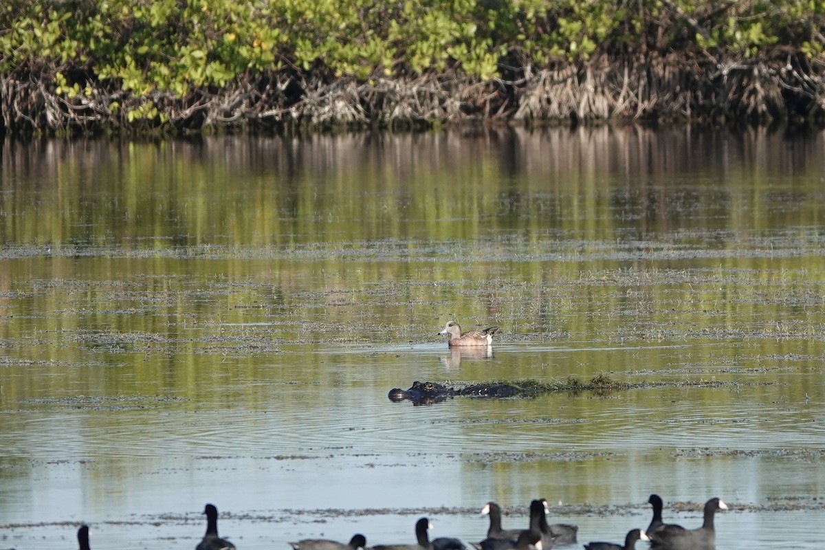 American Wigeon - ML630604273