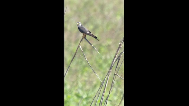 Belatz galtzaduna - ML630604792