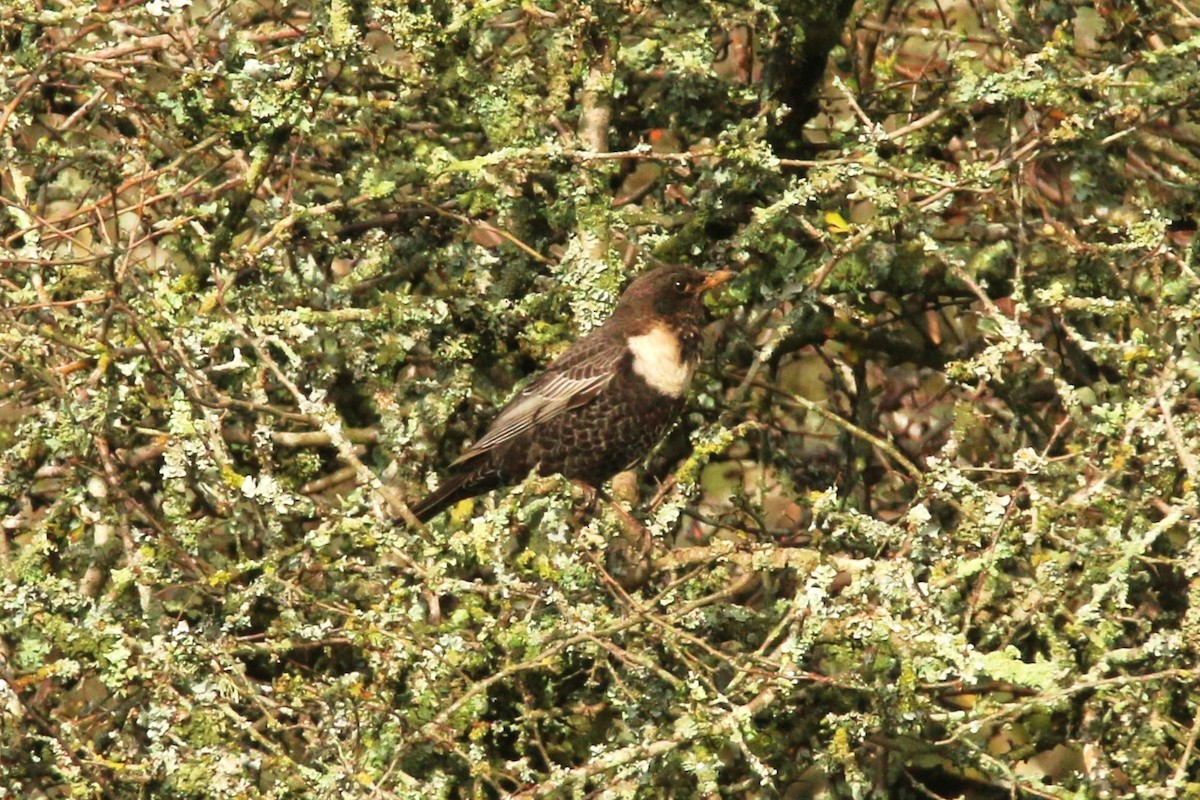 Ring Ouzel - ML630604905