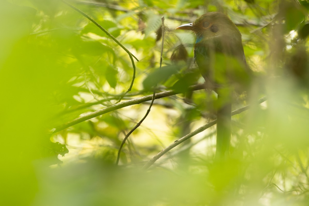 Blue-throated Motmot - ML630604909