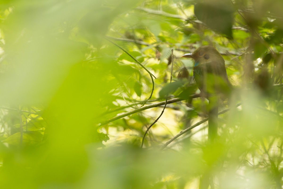 Blue-throated Motmot - ML630604911