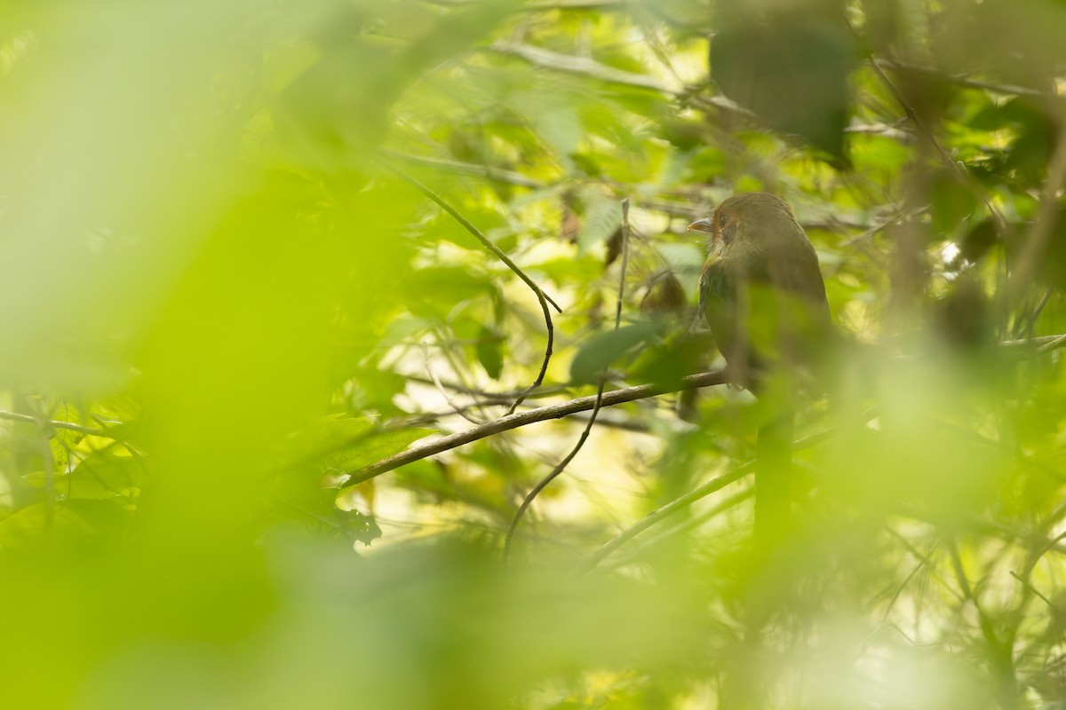 Blue-throated Motmot - ML630604912