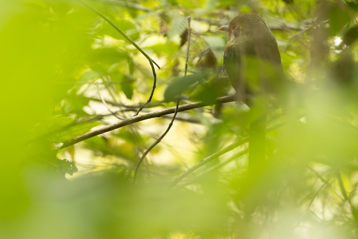 Blue-throated Motmot - ML630604913