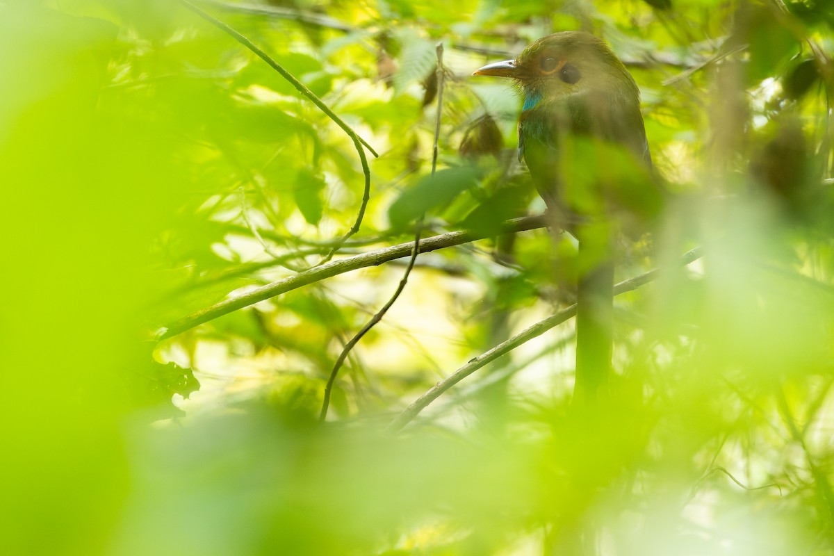 Blue-throated Motmot - ML630604915
