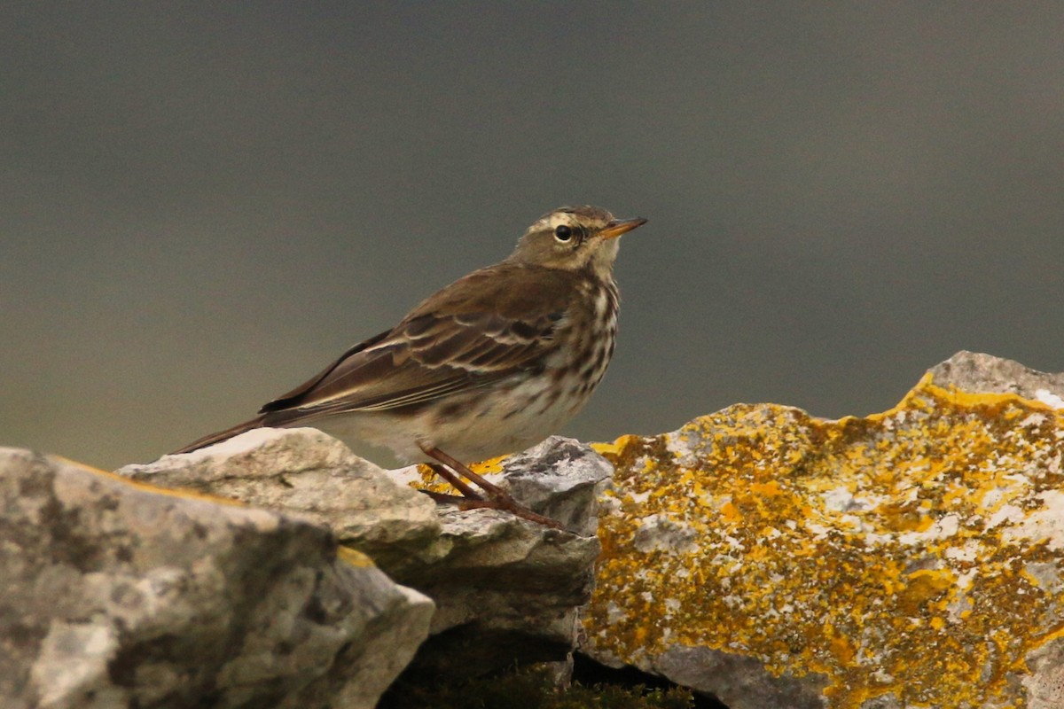 Water Pipit - ML630604940