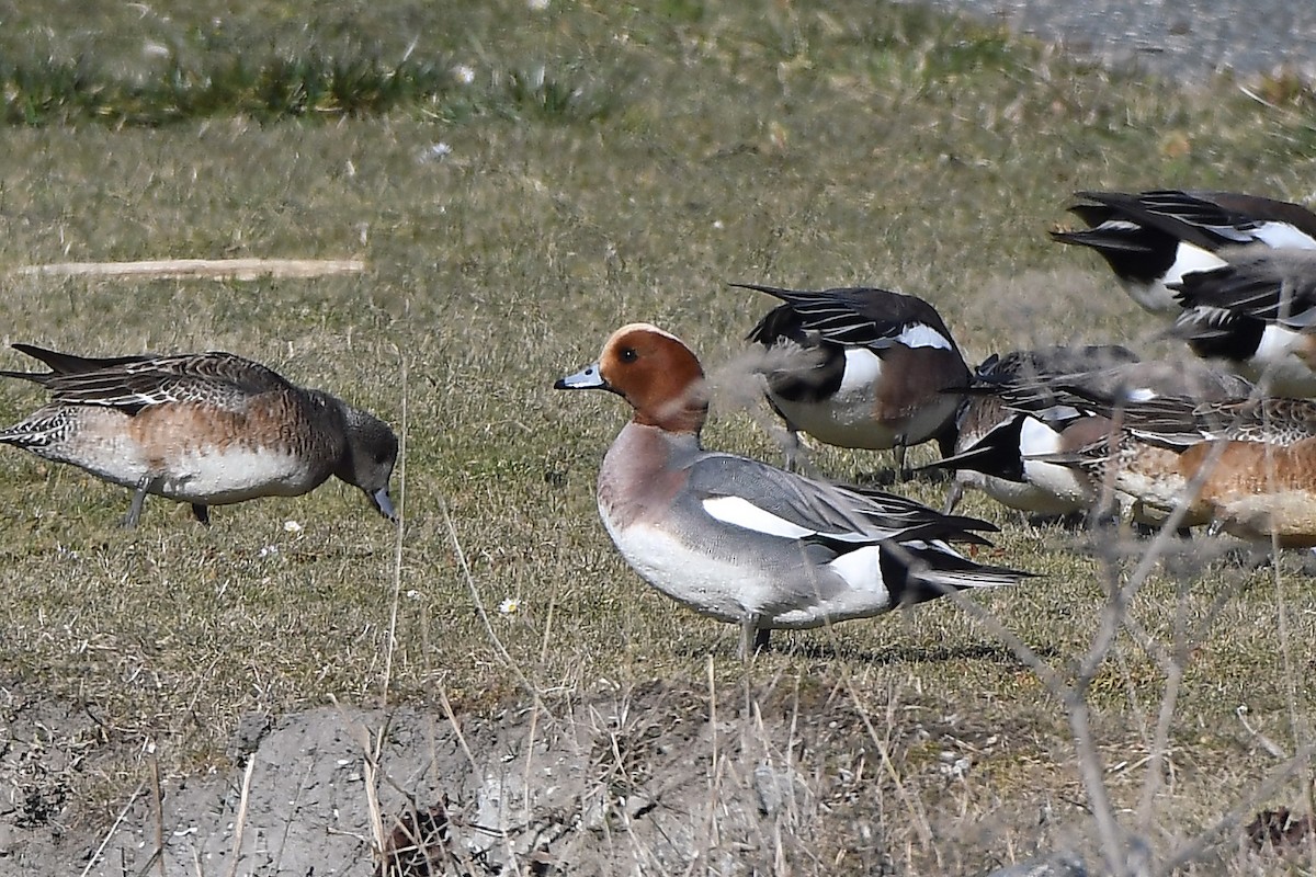 Eurasian Wigeon - ML630604952