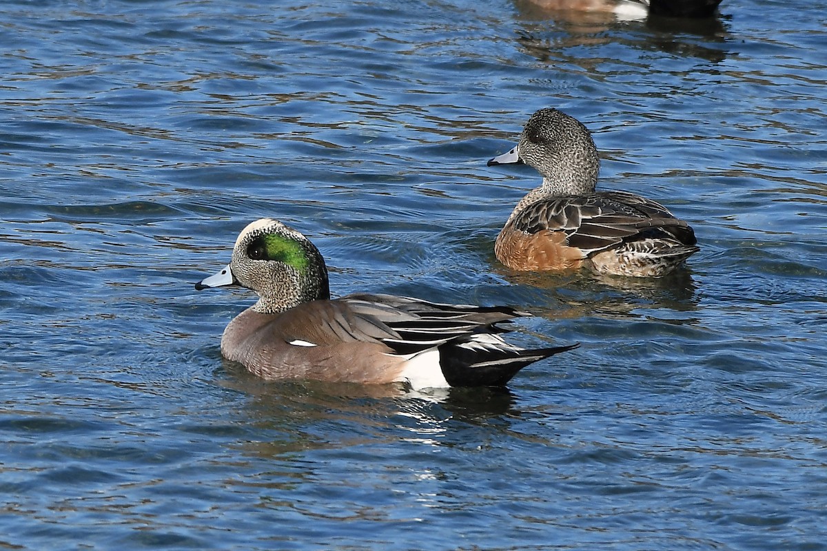 American Wigeon - ML630604974