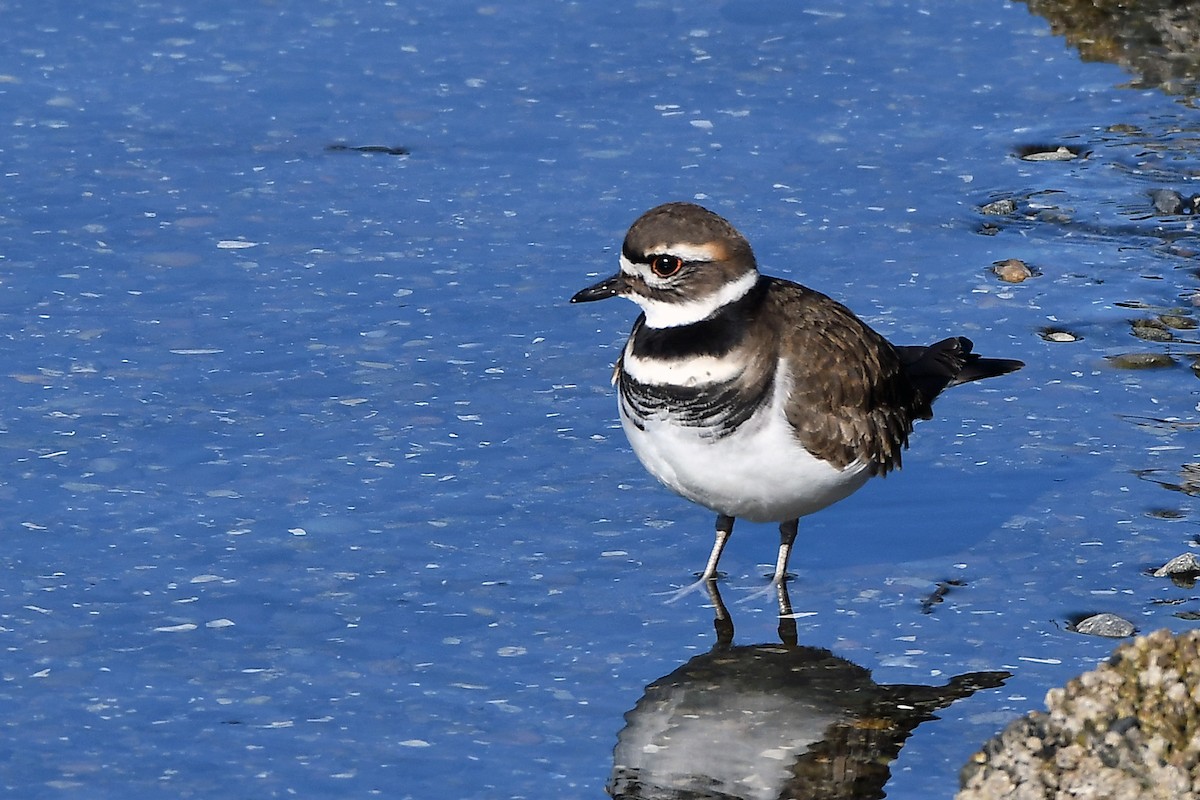 Killdeer - ML630604979