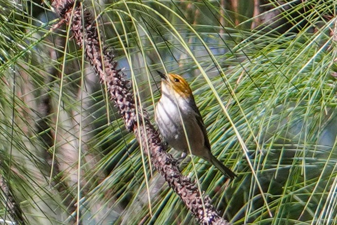 Hermit Warbler - Sergio Castañeda Ramos