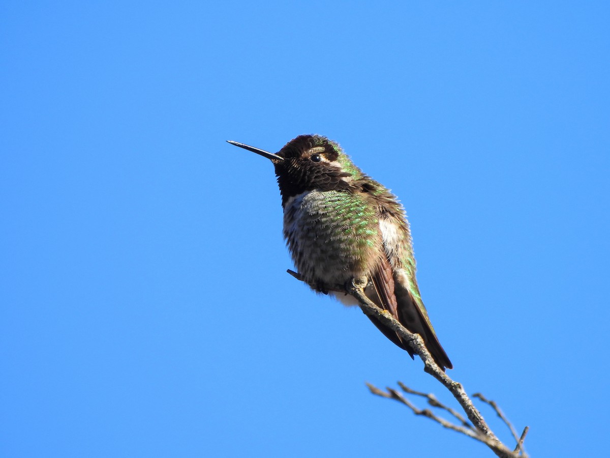 Anna's Hummingbird - ML630605404