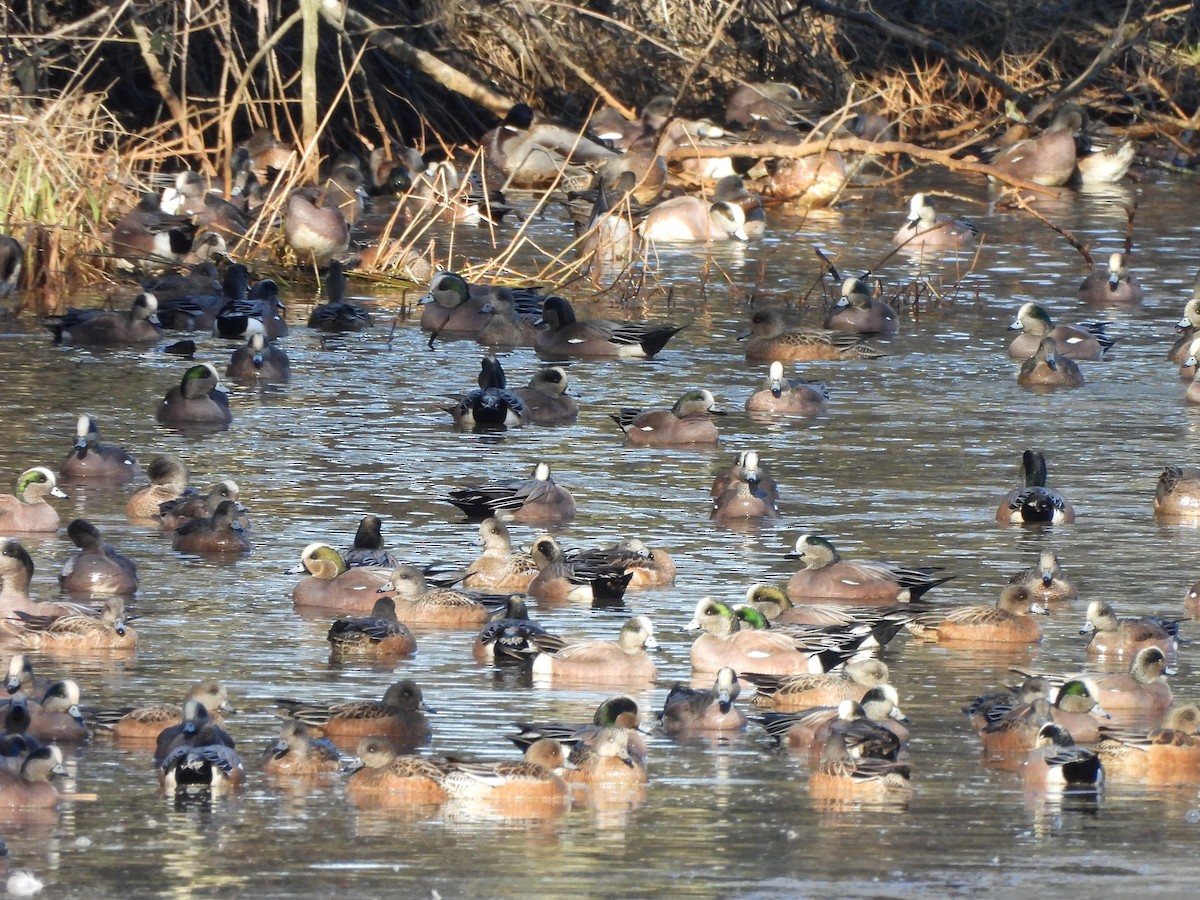 American Wigeon - ML630605409