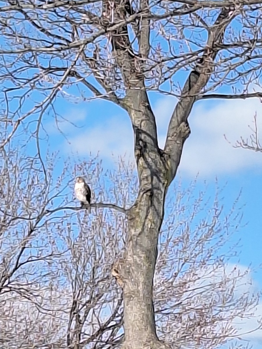 Red-tailed Hawk - ML630605566