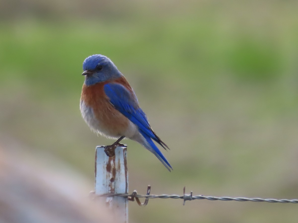 Western Bluebird - ML630605887