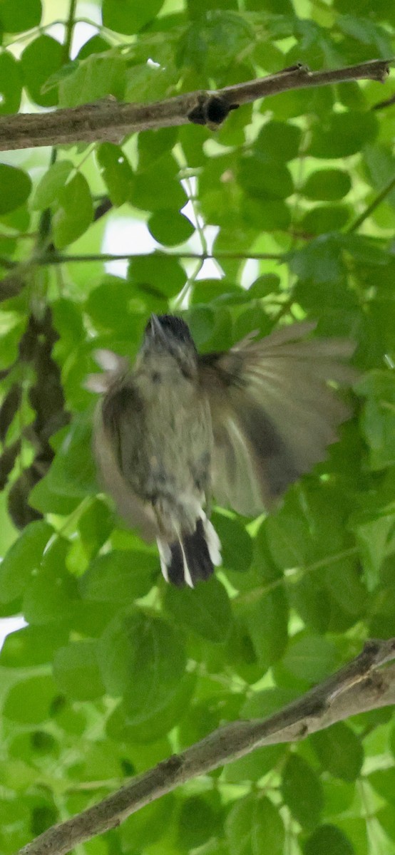 Grayish Piculet - ML630606293