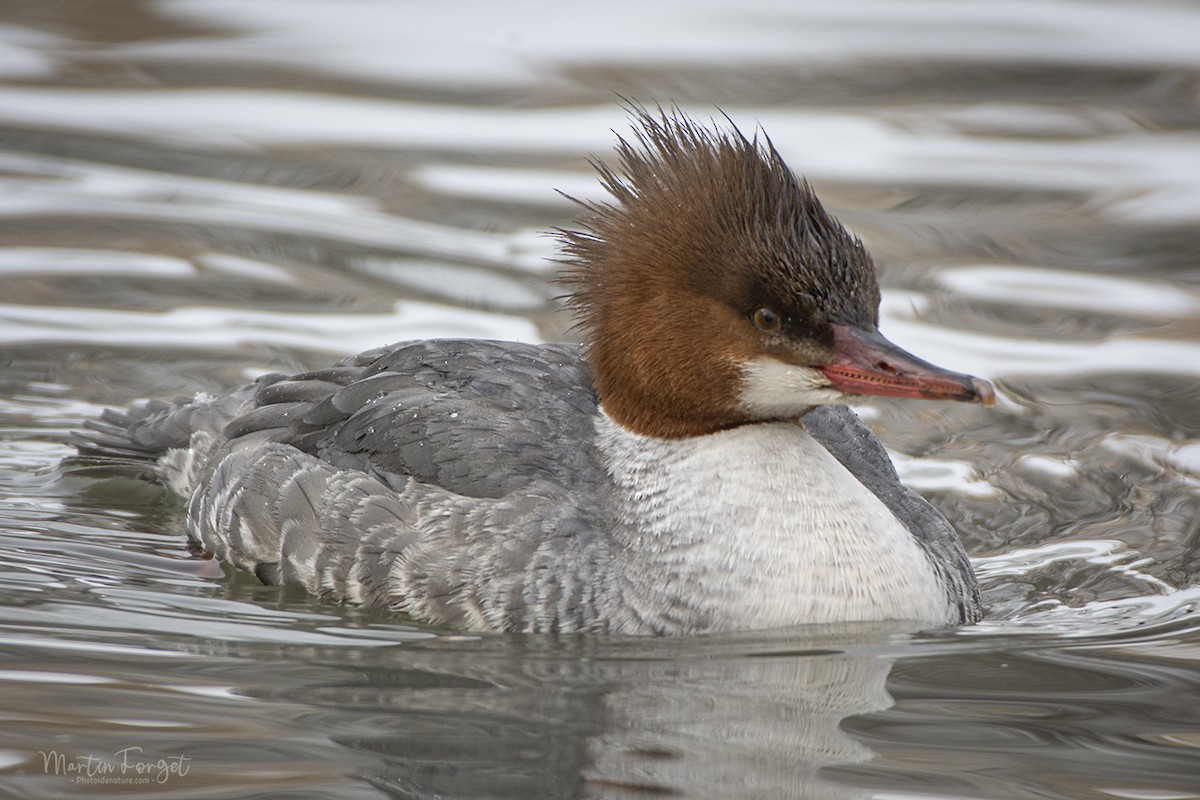 Common Merganser - ML630606399