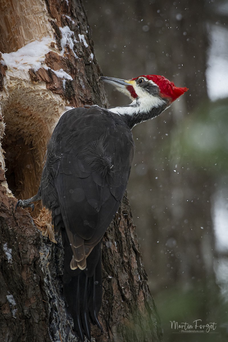 Pileated Woodpecker - ML630606435