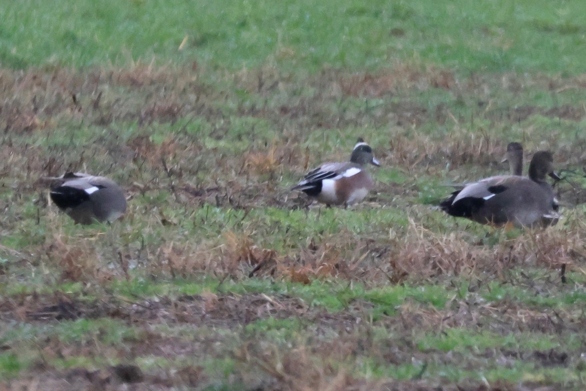 American Wigeon - ML630606718
