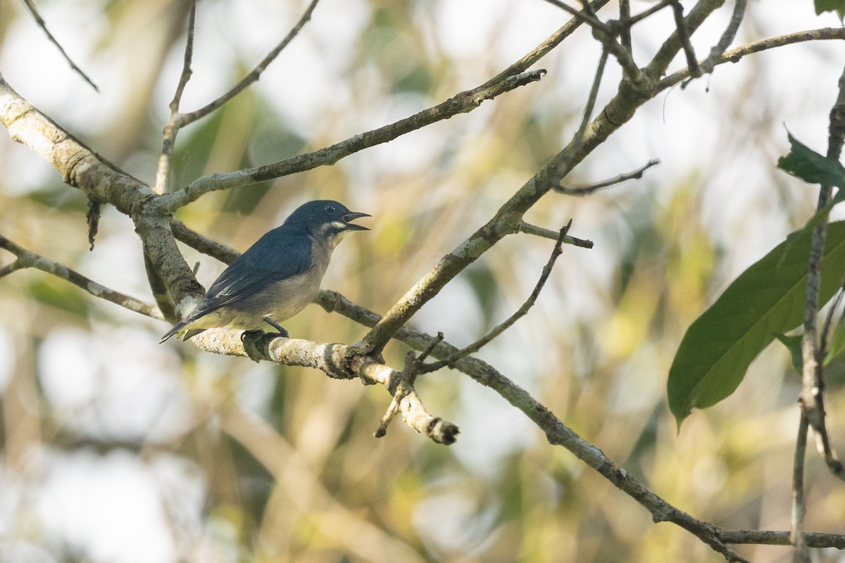 Whiskered Flowerpecker - ML630606742
