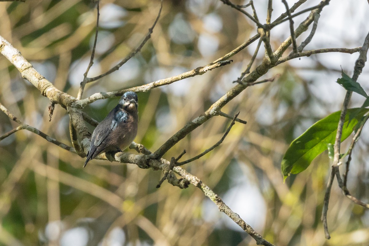 Whiskered Flowerpecker - ML630606847