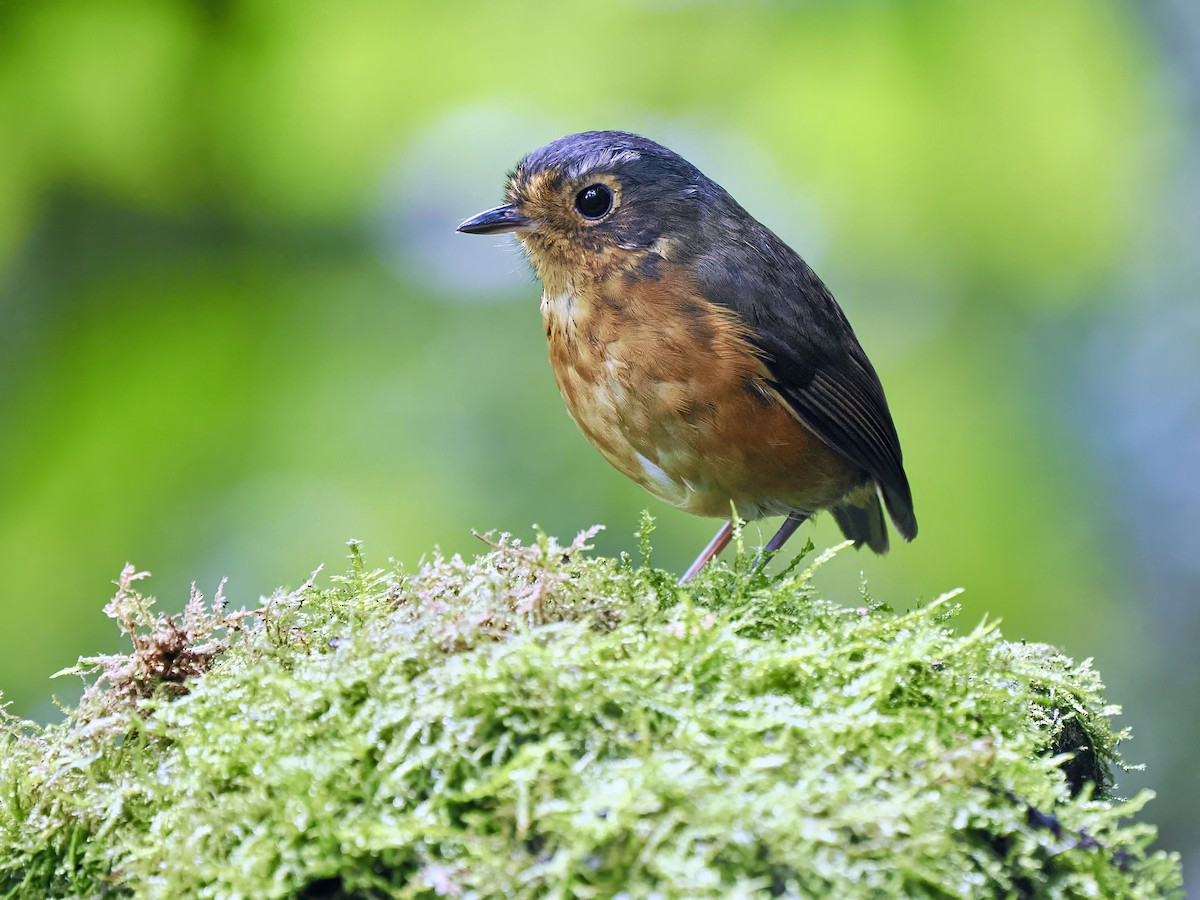Slate-crowned Antpitta (Slate-crowned) - ML630606852