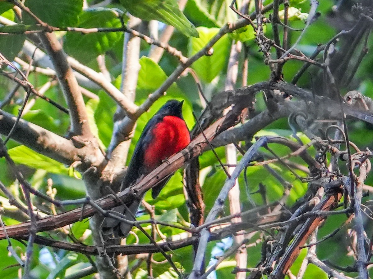 Slate-throated Redstart - Sergio Castañeda Ramos