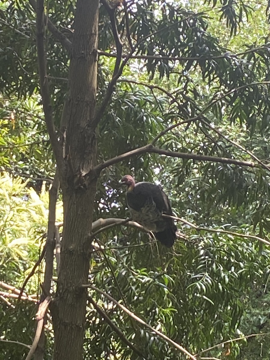 Australian Brushturkey - ML630607531