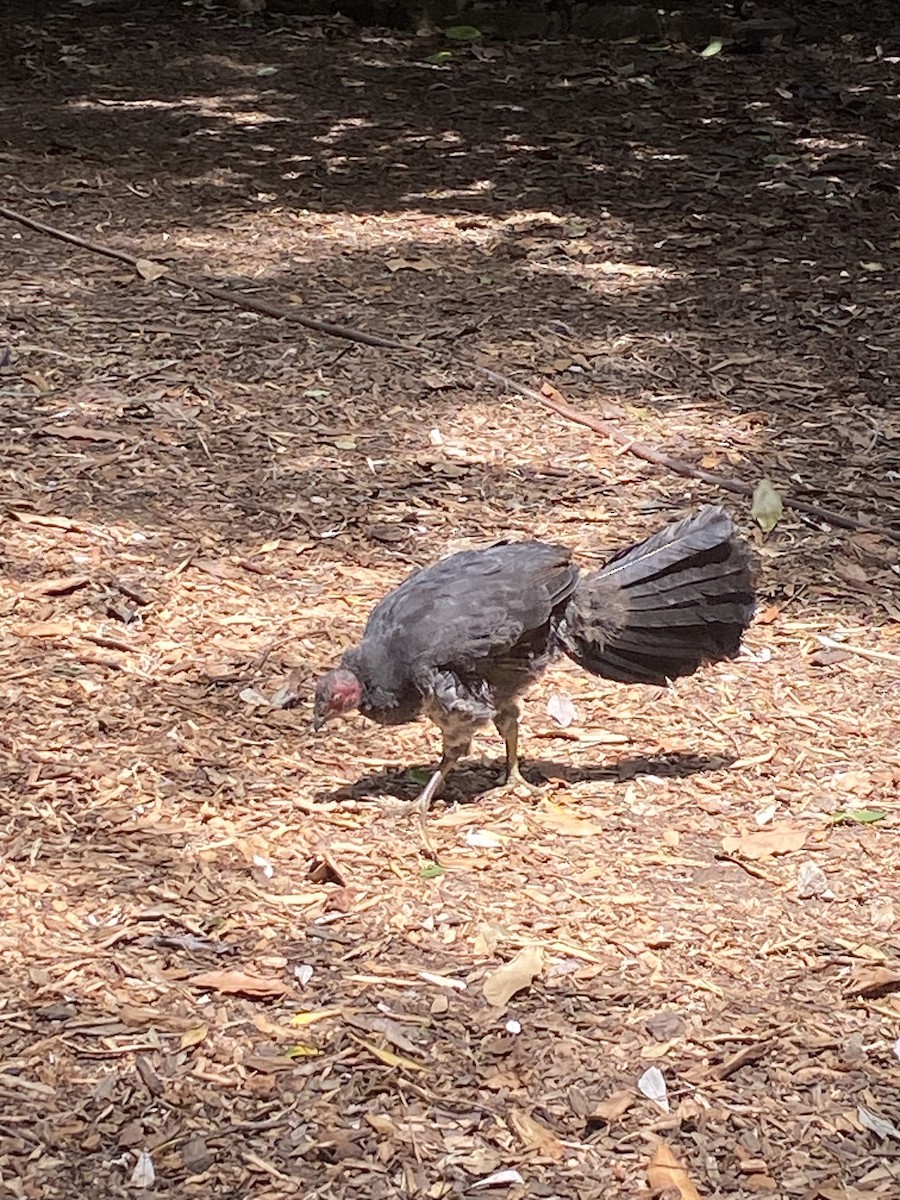 Australian Brushturkey - ML630607532