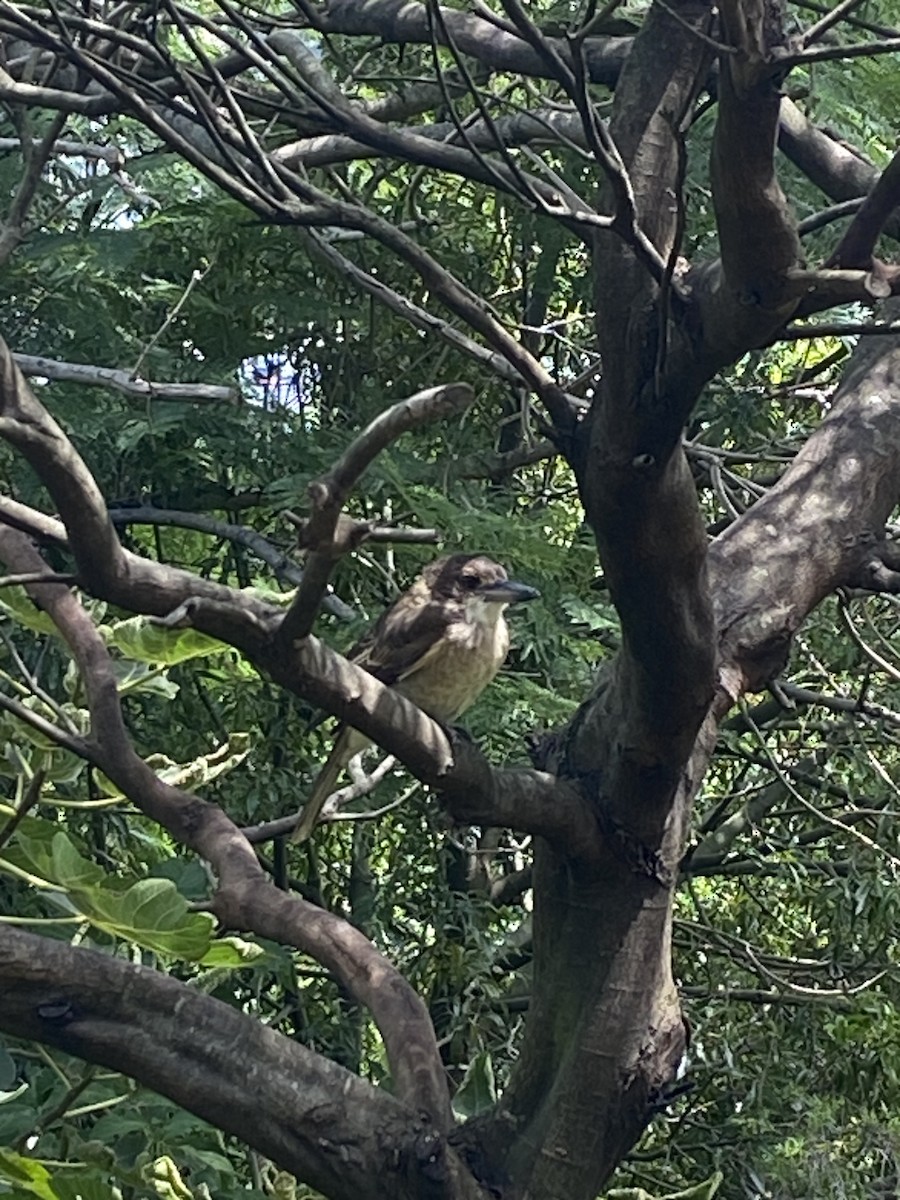 Gray Butcherbird - ML630607588