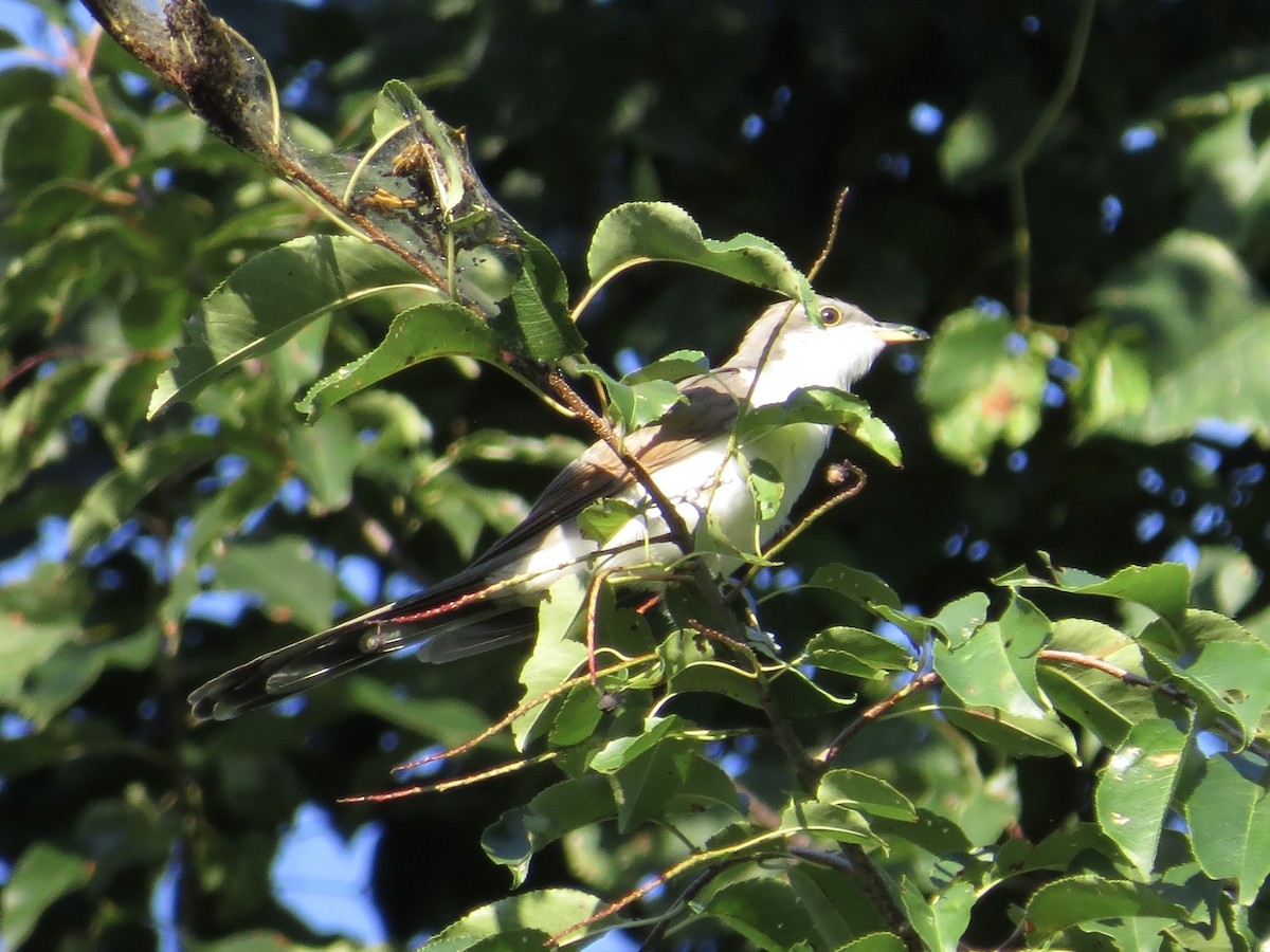 Yellow-billed Cuckoo - ML630607905