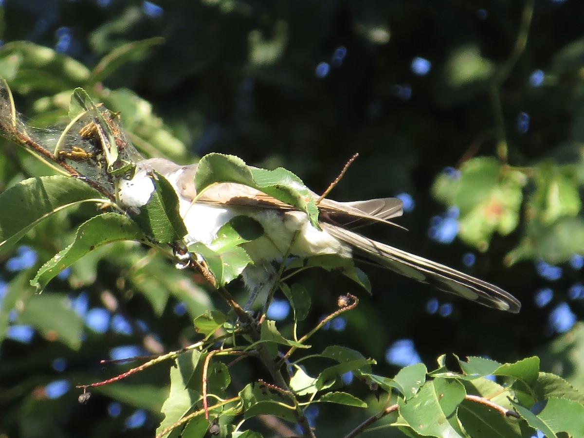 Yellow-billed Cuckoo - ML630607906