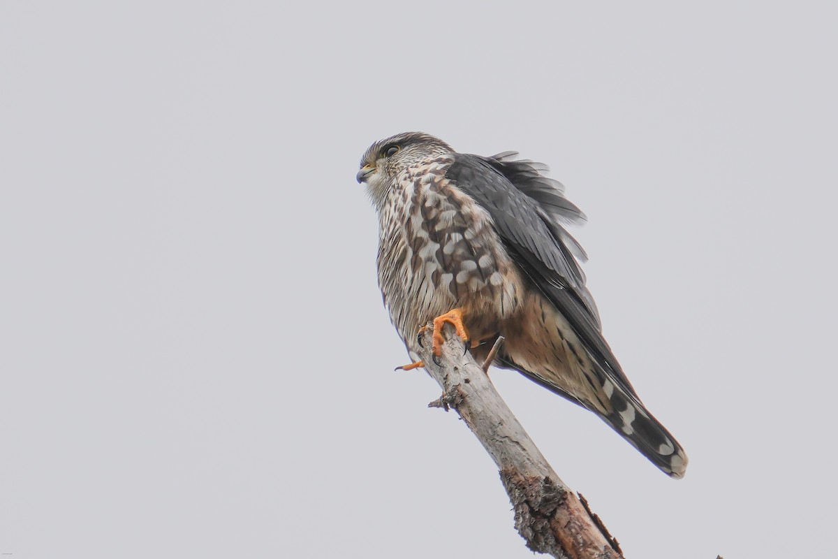 Merlin (Taiga) - ML630608295