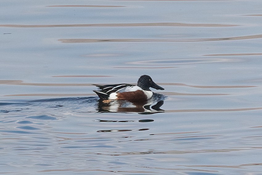 Northern Shoveler - ML630608324