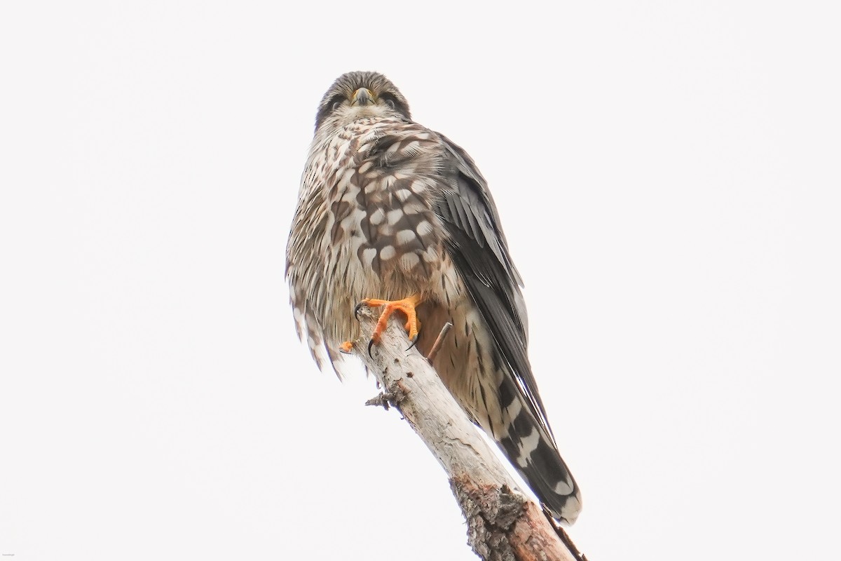 Merlin (Taiga) - ML630608325