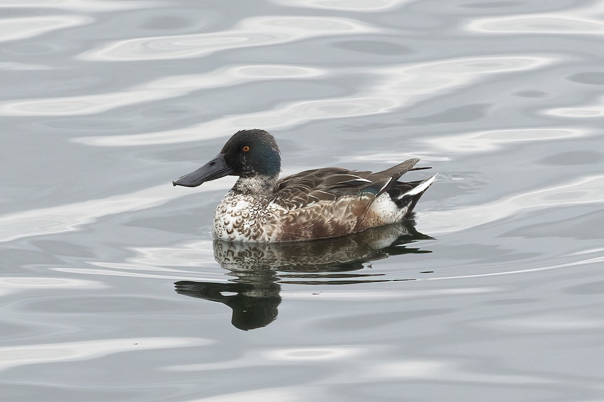 Northern Shoveler - ML630608383