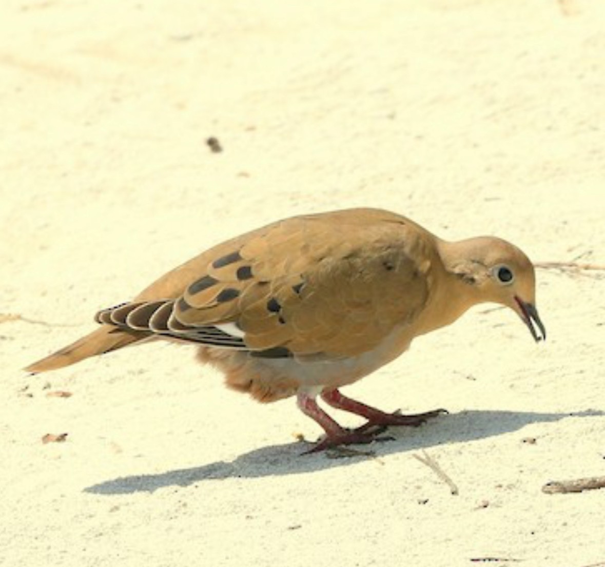Zenaida Dove - ML630608464