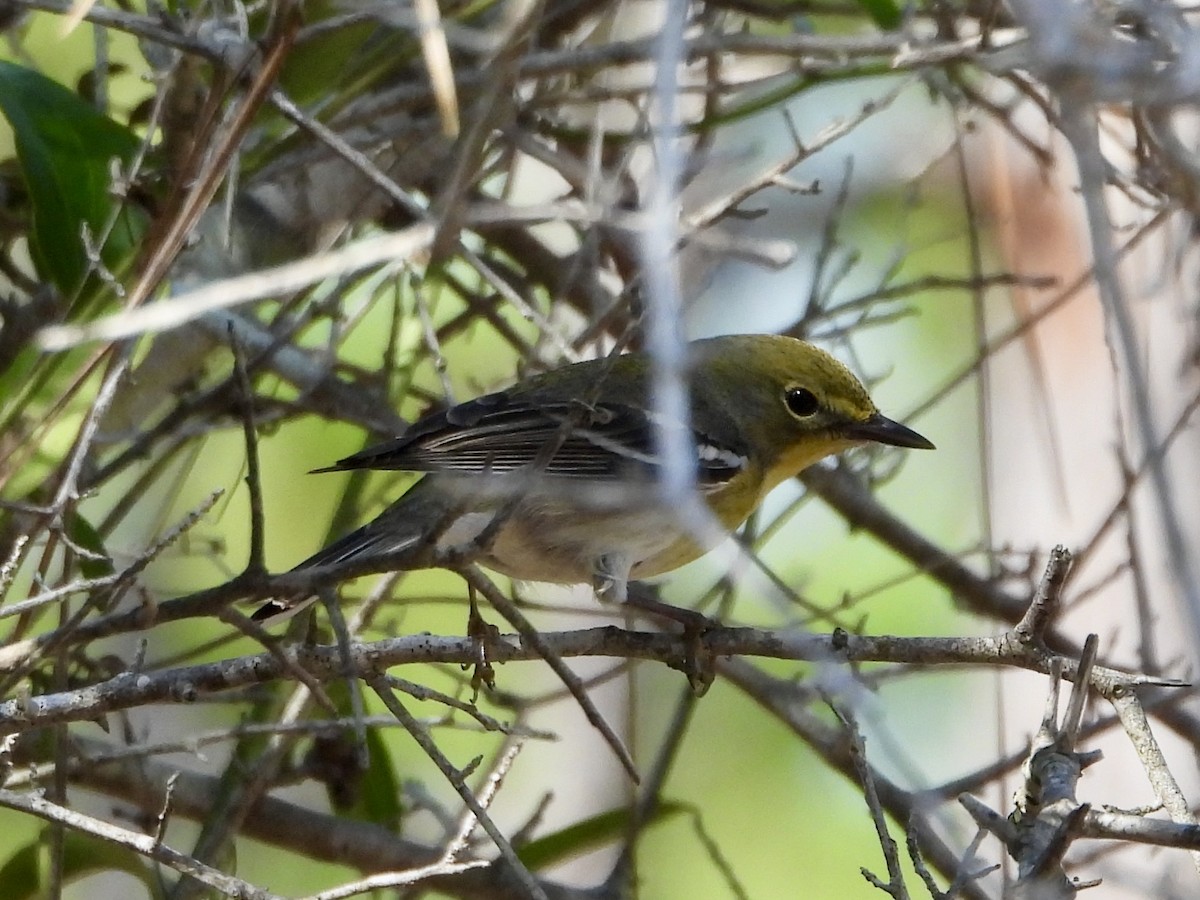 Pine Warbler - ML630608934