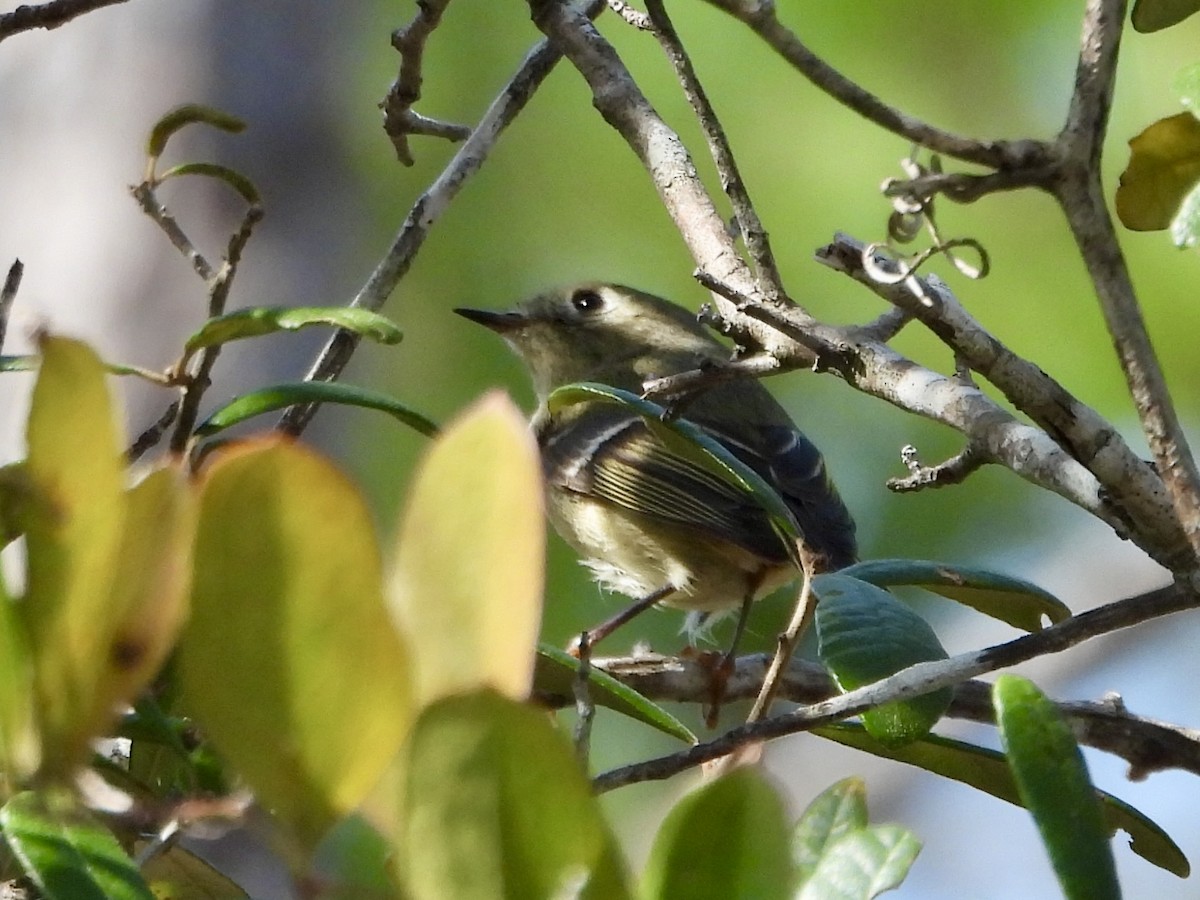 Ruby-crowned Kinglet - ML630608949