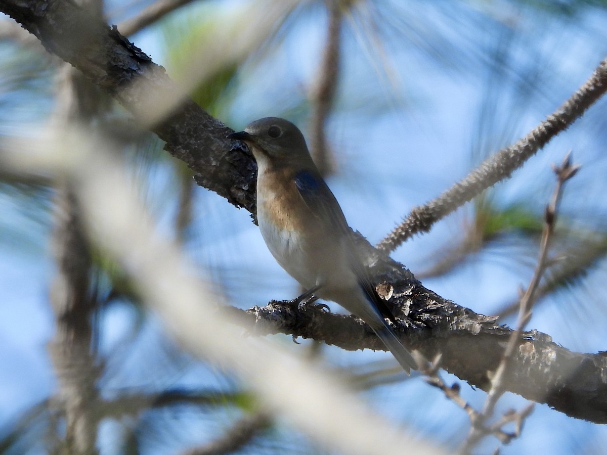 Eastern Bluebird - ML630608955